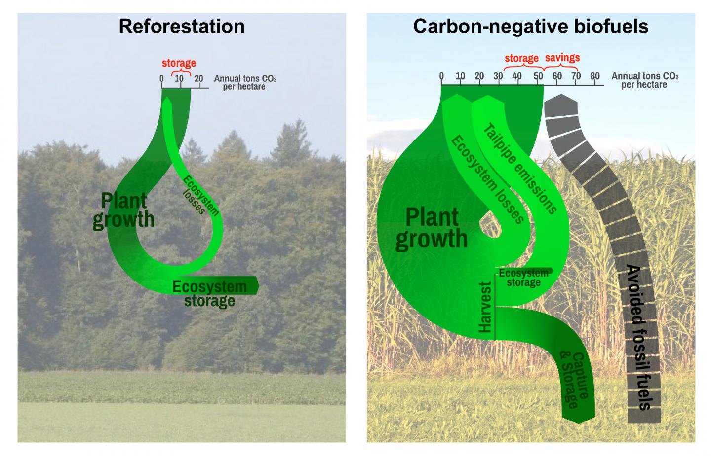 Carbon cycling
