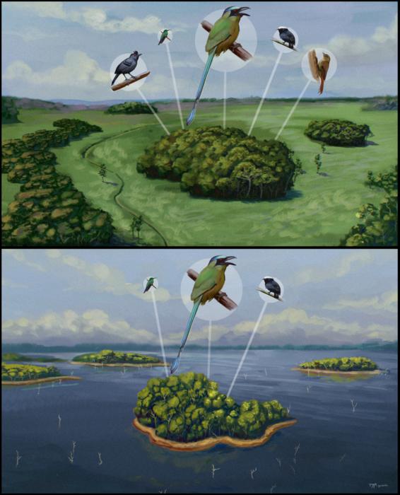 Illustration of bird species contained in forest remnants