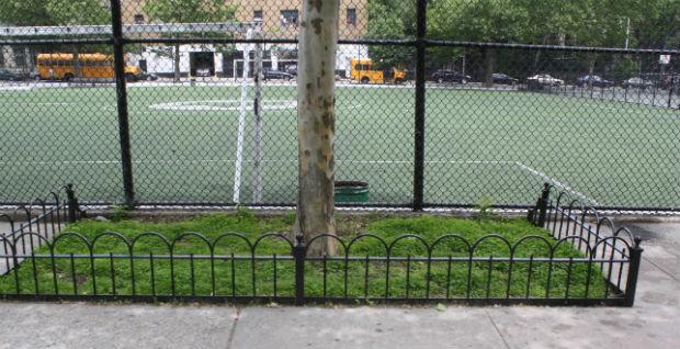 NYC Tree Guard