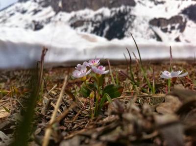 Wildflower