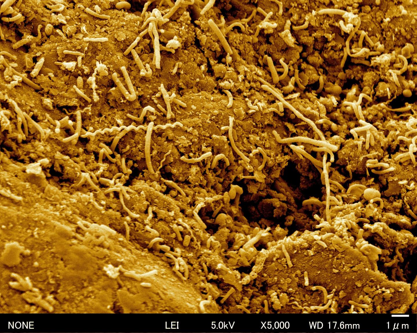 Ancient Soil Microbes Are Surviving Deep Under The Pacific Seabed (2 of 3)