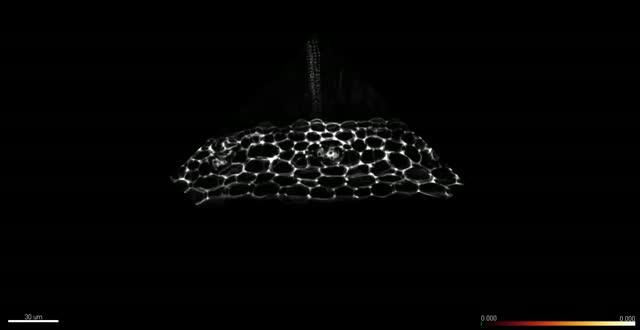Molecular Brace