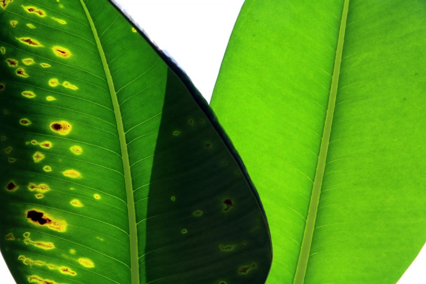 Stronger Biosecurity Measures Slow the Spread of Plant Pathogens Despite Trade Increases