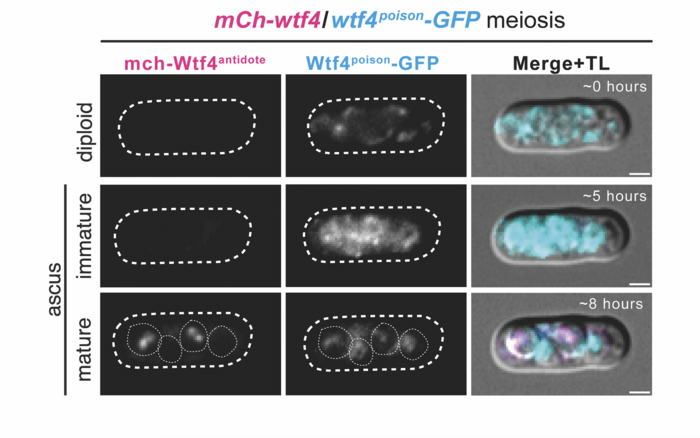 Progression of meiosis