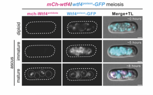 Progression of meiosis