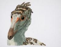 <I>Troodon formosus</I>