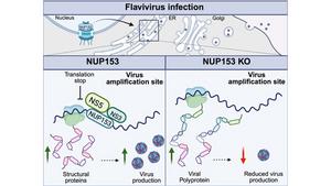 NUP 153