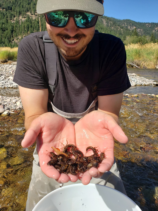 Holding Salmonflies