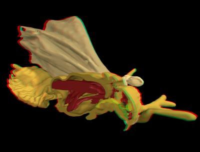 3-D Reconstruction of the Fossilized Twisted-wing <I>Mengea tertiaria</I>