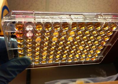 <I>E. coli</I> Antibiotic Plate