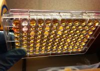 <I>E. coli</I> Antibiotic Plate