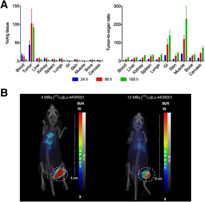 Biodistribution of [177Lu]Lu-AKIR001.