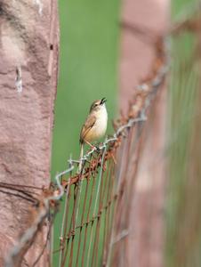 Plain prinia