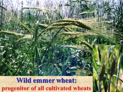 World Nourishment at Risk of Being Diminished