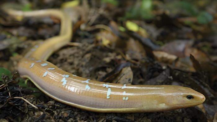 Dopasia formosensis in natural habitat