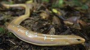 Dopasia formosensis in natural habitat