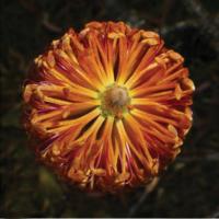 <i>Banksia neoanglica</i> Flower