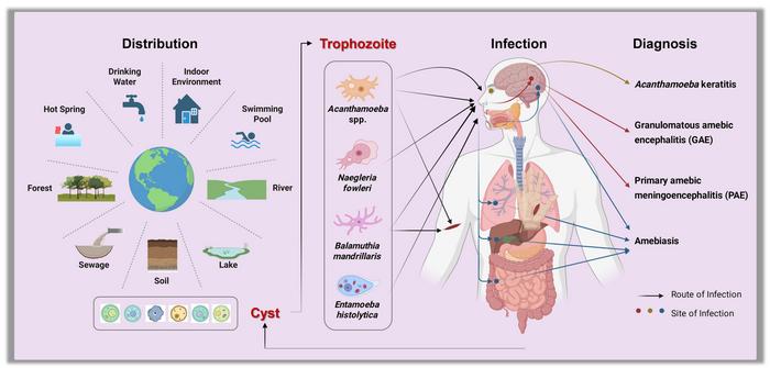 The rising threat of amoebae: a global public health challenge