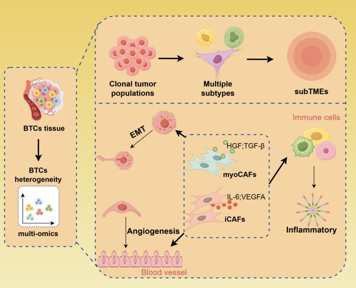 Single-cell multi-omics reveals tumor heterogeneity and microenvironment interactions in BTCs.