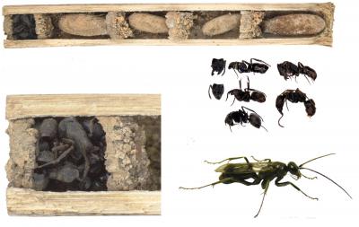 'Bone House' Wasp Nest Protection