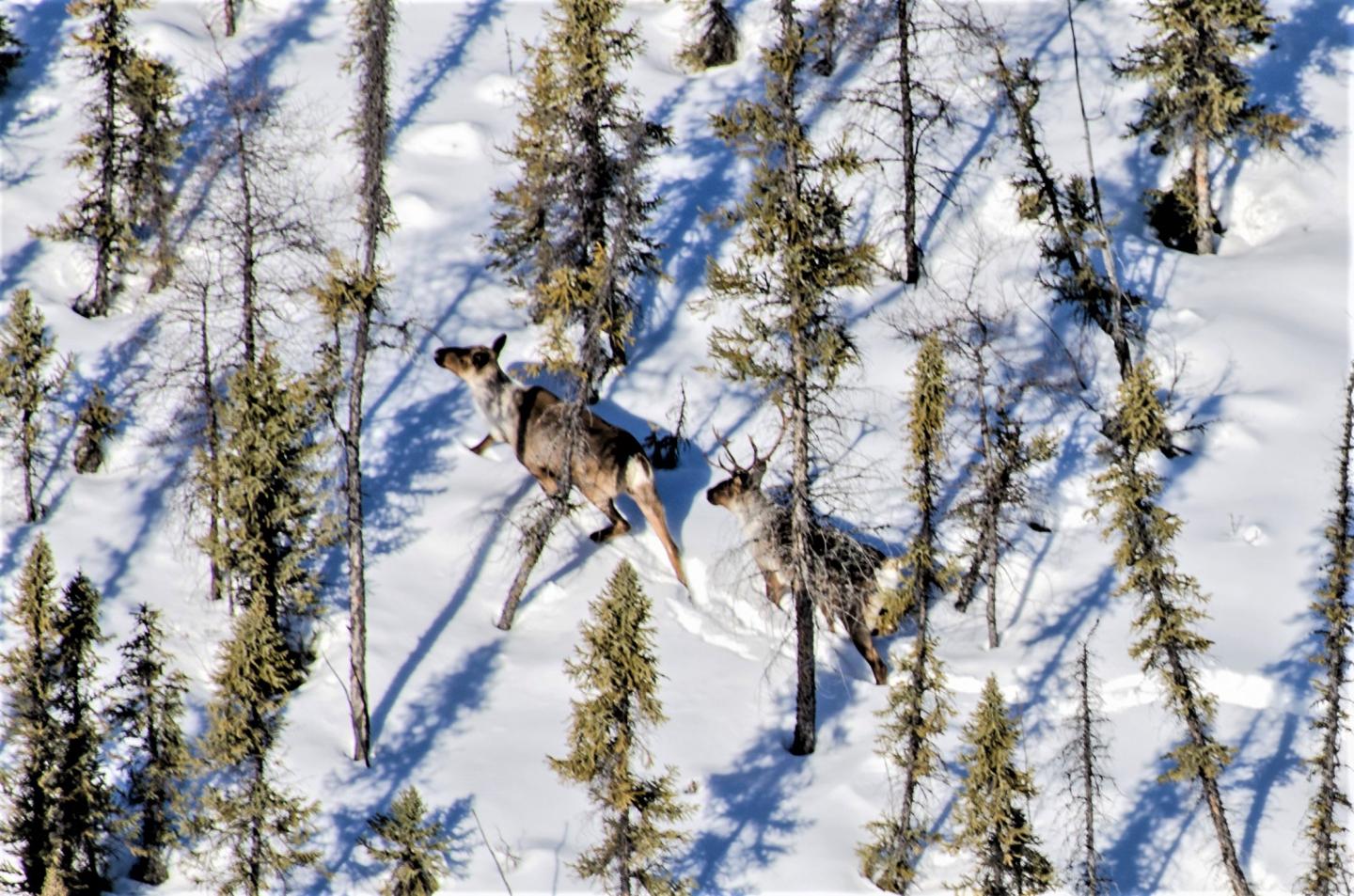 Caribou