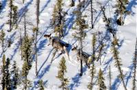 Caribou