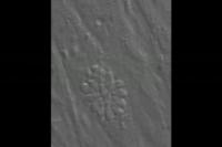 <i>Toxoplasma gondii</i> tachyzoites egressing from an infected fibroblast and invading new cells