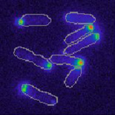 Bacteria Unevenly Distribute Survival Mechanisms