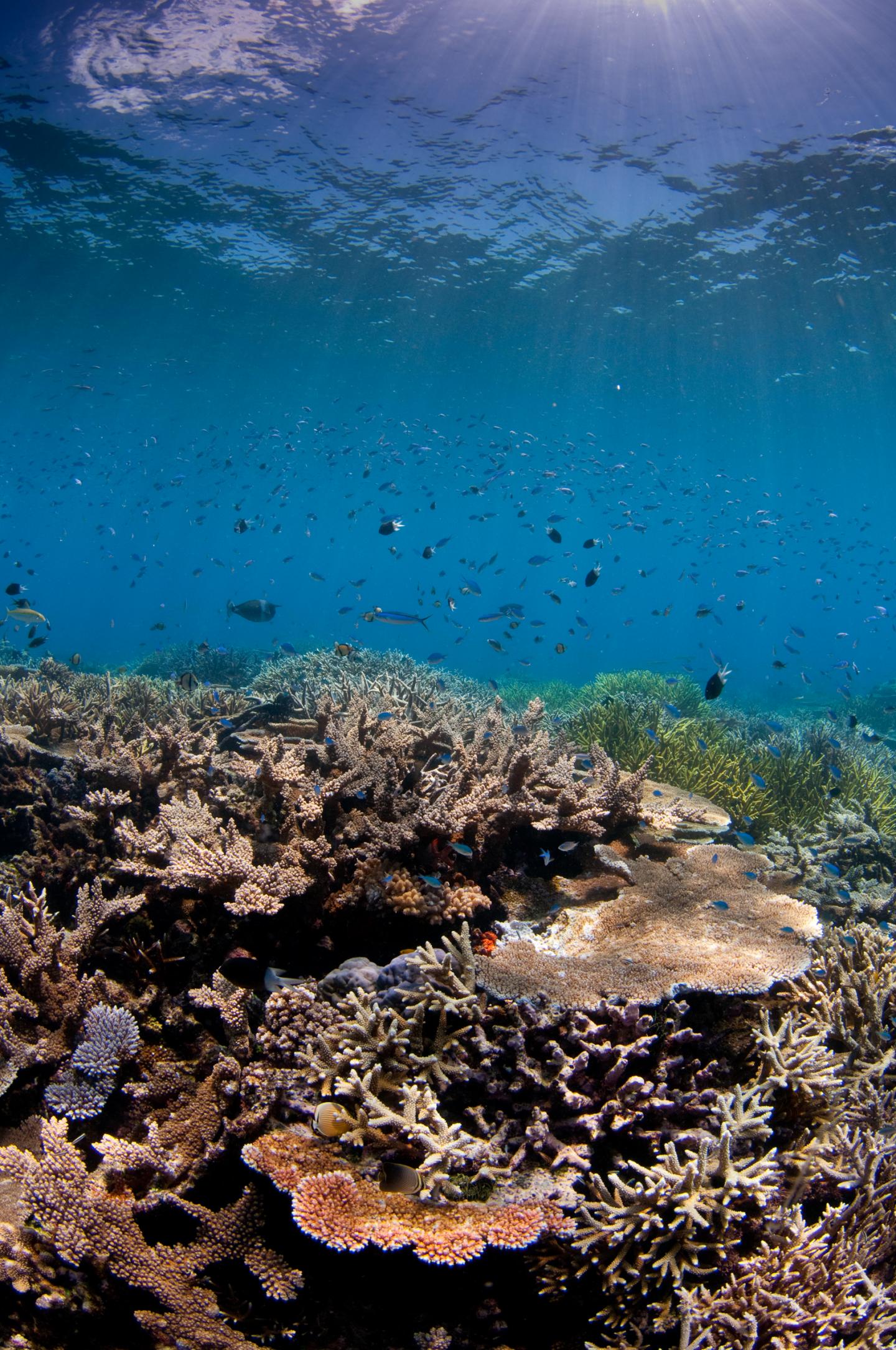 Great Barrier Reef
