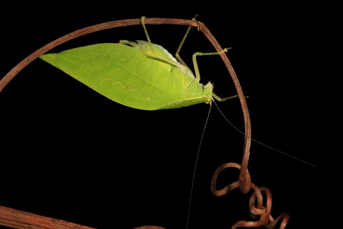 Male katydid Viadana brunneri