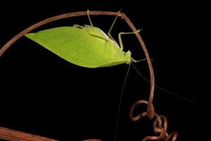 Male katydid Viadana brunneri