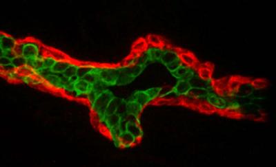 Breast Duct Cells