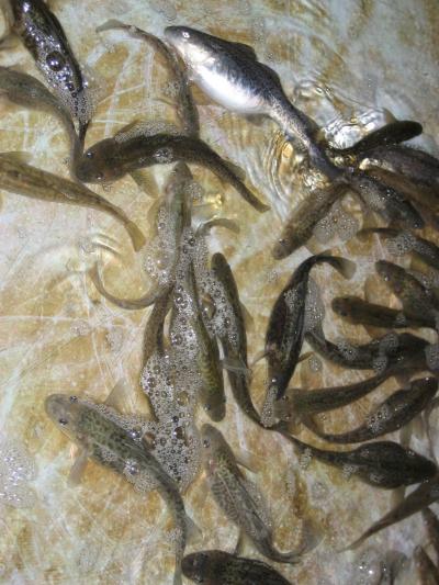 Rapid Mutations Allowed Fish to Resist Pollution (5 of 8)