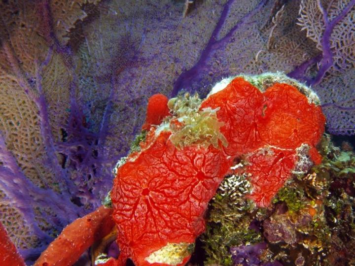 <i>Monanchora arbuscula</i>