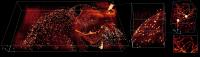 Fluorescence Imaging of a Mouse Brain