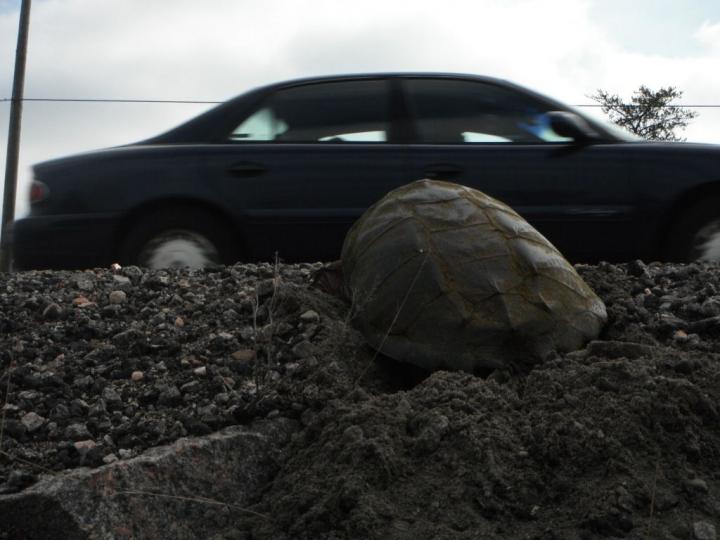 Snapping Turtle