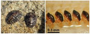 Chiton Acanthopleura japonica and its teeth with mineralized iron deposits