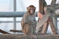 Rhesus Monkey
