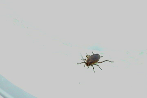 Cockroach Courtship and Mating