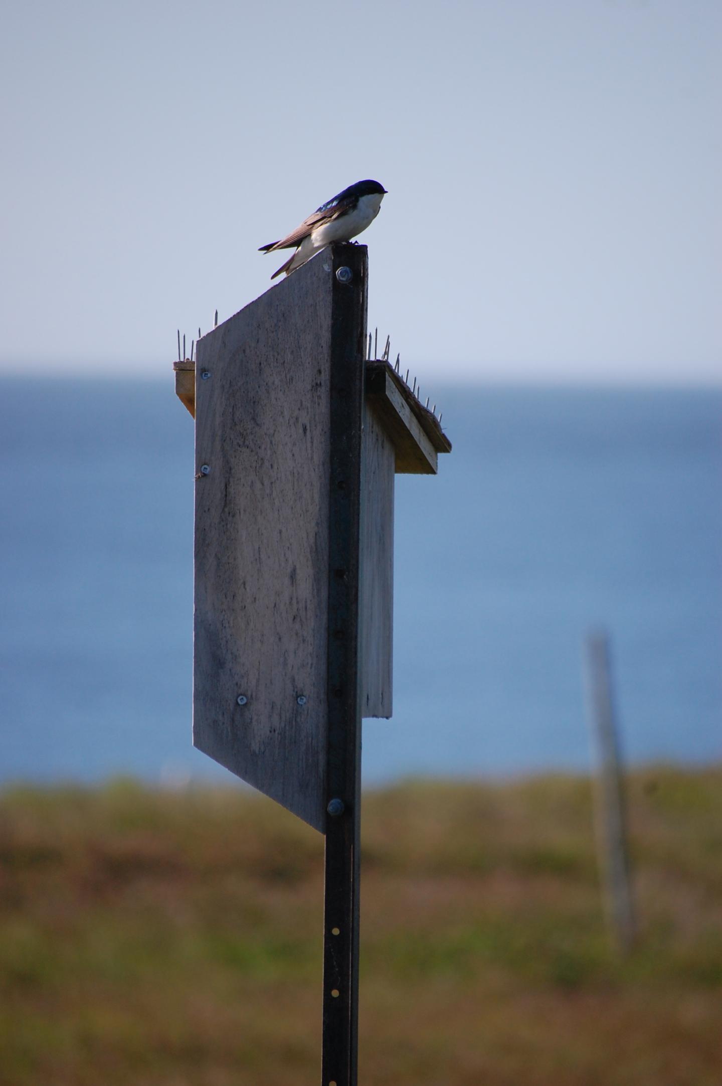 Kent Island Tree Swallow