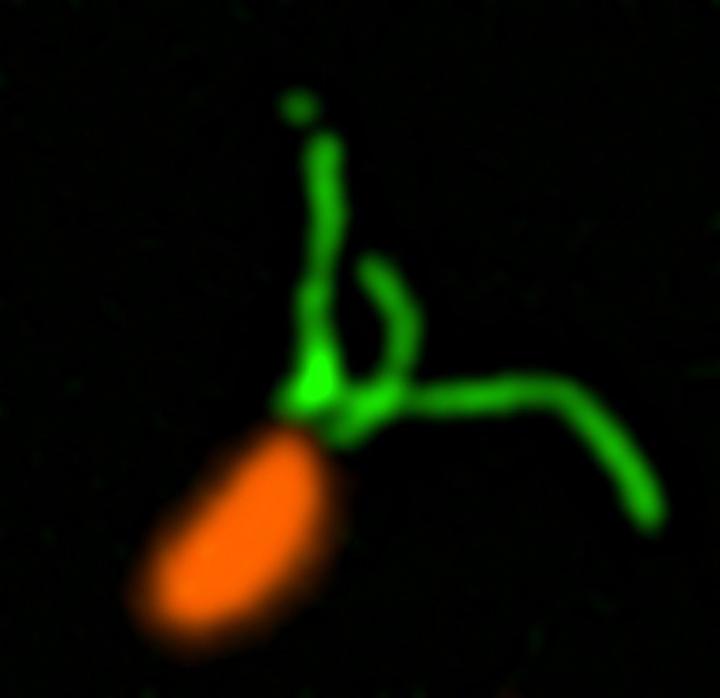 Pili in the Bacterium <i>Caulobacter crescentus</i>