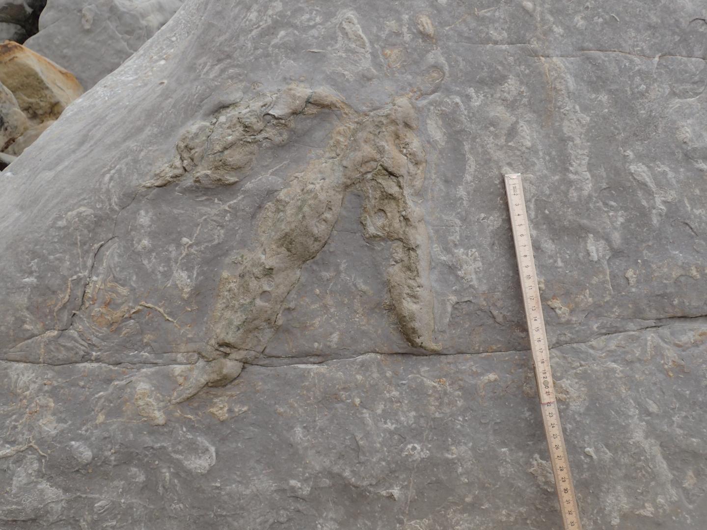 Footprint from Carnivorous Dinosaur
