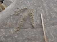 Footprint from Carnivorous Dinosaur