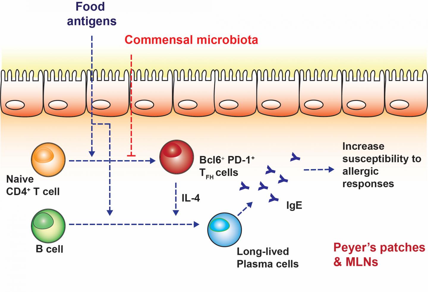 In the Absence of Gut Bacteria, Food Antigens Boost Allergy Antibody (2 of 2)