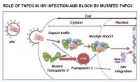 Mutation that Causes Rare Muscle Disease Protects against HIV-1 Infection