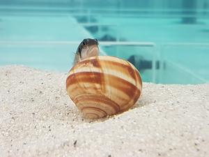 Shell-dwelling cichlid