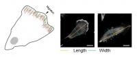 Moving Fibroblasts