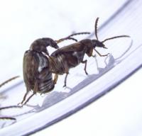 Male Same-Sex Sexual Behavior 2