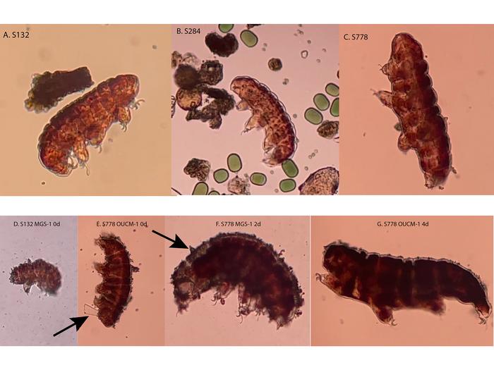 Tardigrades before and after