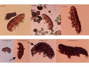 Tardigrades before and after